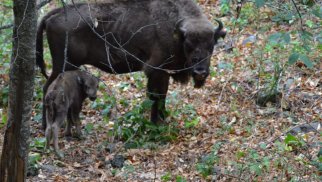Şahdağ Milli Parkında daha bir zubr balası dünyaya gəlib