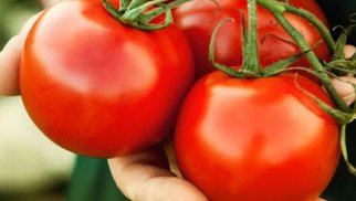 Pomidorun bilinməyən faydası aşkarlandı
