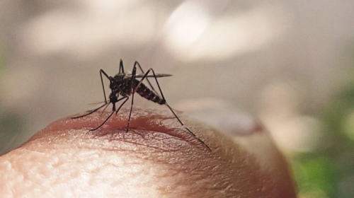 Qonşu ölkədə təhlükəli virus aşkarlandı