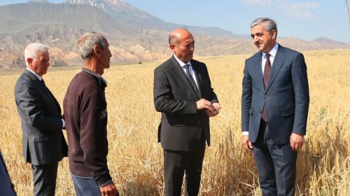 Ordubadda taxıl biçininə start verildi - FOTOLAR