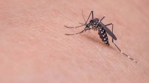 Yunanıstanda təhlükəli virus yayılır - Həkimlər təcili tədbir istəyir