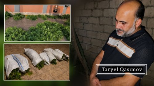 Sabirabadda həyətində narkotik tərkibli bitkilər yetişdirən şəxs saxlanılıb