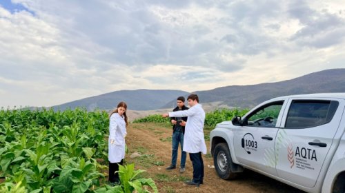 Goranboyda tütün və göyərti sahələrində fitosanitar monitorinqlər aparılıb