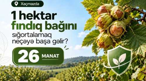 Xaçmazda fındıq bağlarını dövlət dəstəyi ilə sığortalamaq mümkündür