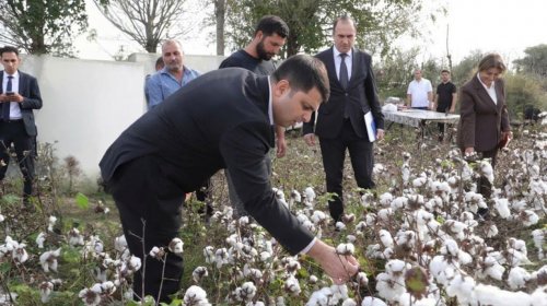 Neftçalada pambıq yığımı mövsümündə yüksək məhsuldarlıq gözlənilir